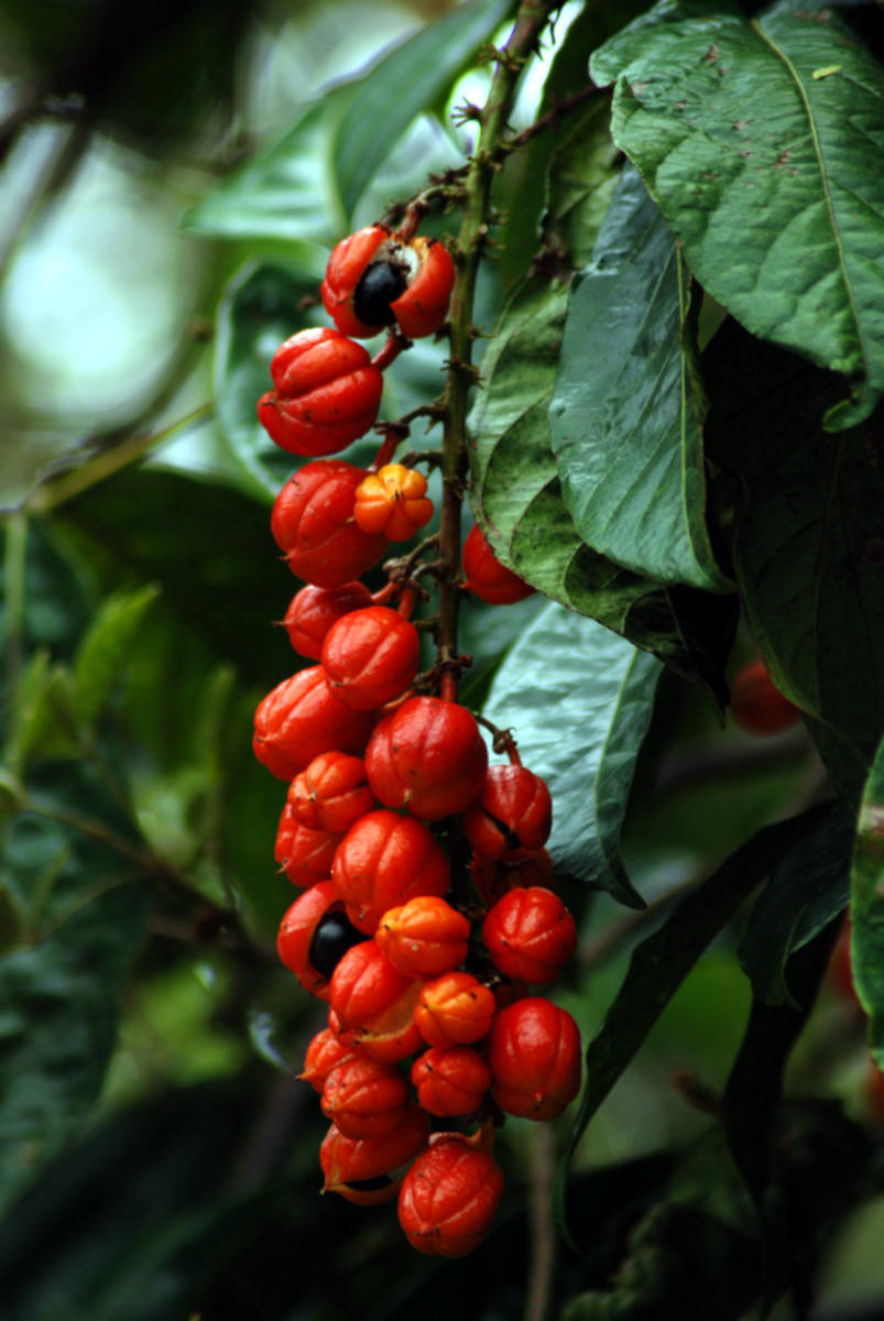 Guaraná
